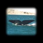 Balena Franca Australe