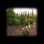 Shiraz
